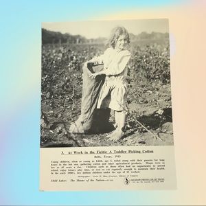 At Work in the Fields: a Toddler Picking Cotton Photography